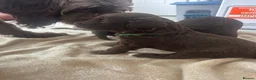 Sproodle dogs for sale: Gorgeous chocolate sproodle f1b puppies in Hull - Advert 23