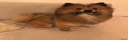 Pomeranian dogs for sale: 1 year old Pomeranian free for a loving home  in Sunderland - Advert 2