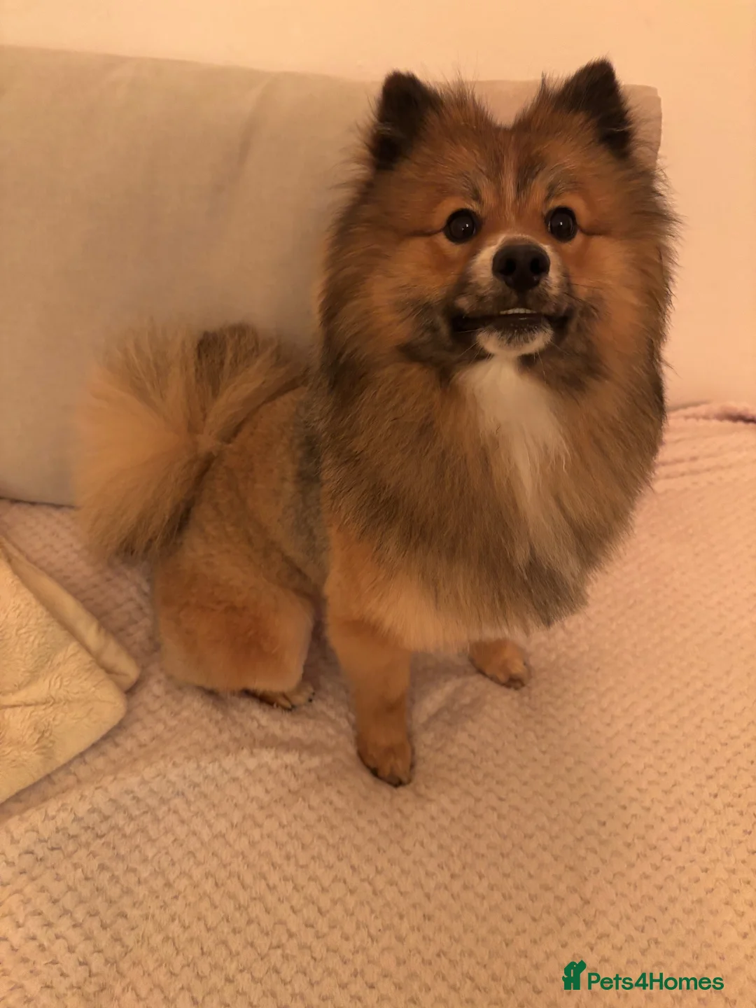 Pomeranian dogs for sale: 1 year old Pomeranian free for a loving home  in Sunderland - Advert 2