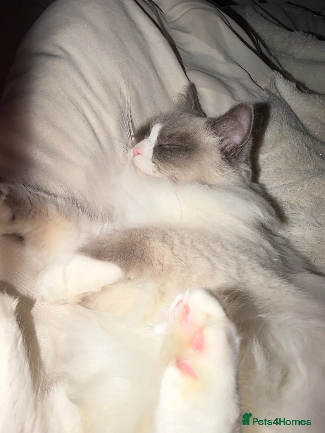 Ragdoll cats for sale: One year old ragdoll female  in Birmingham - Advert 2
