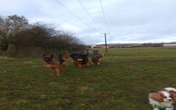 German Shepherd dogs for sale: German shepherd pups for sale  - Image 10