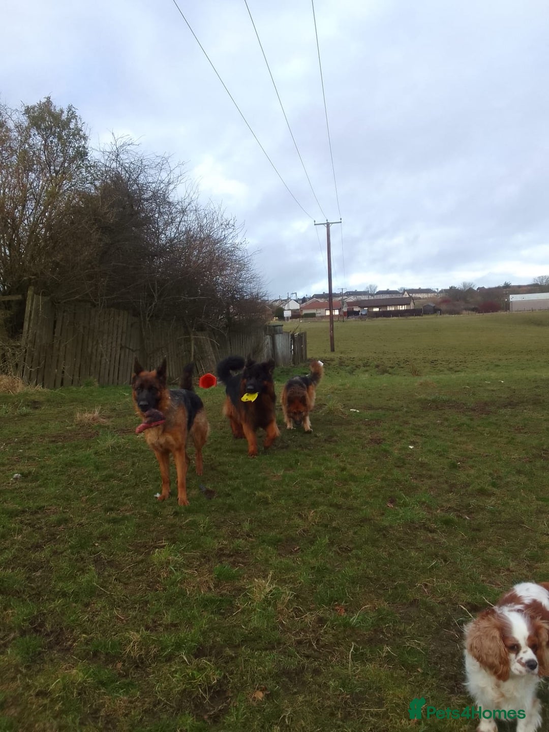 German Shepherd dogs for sale: German shepherd pups for sale  - Image 10