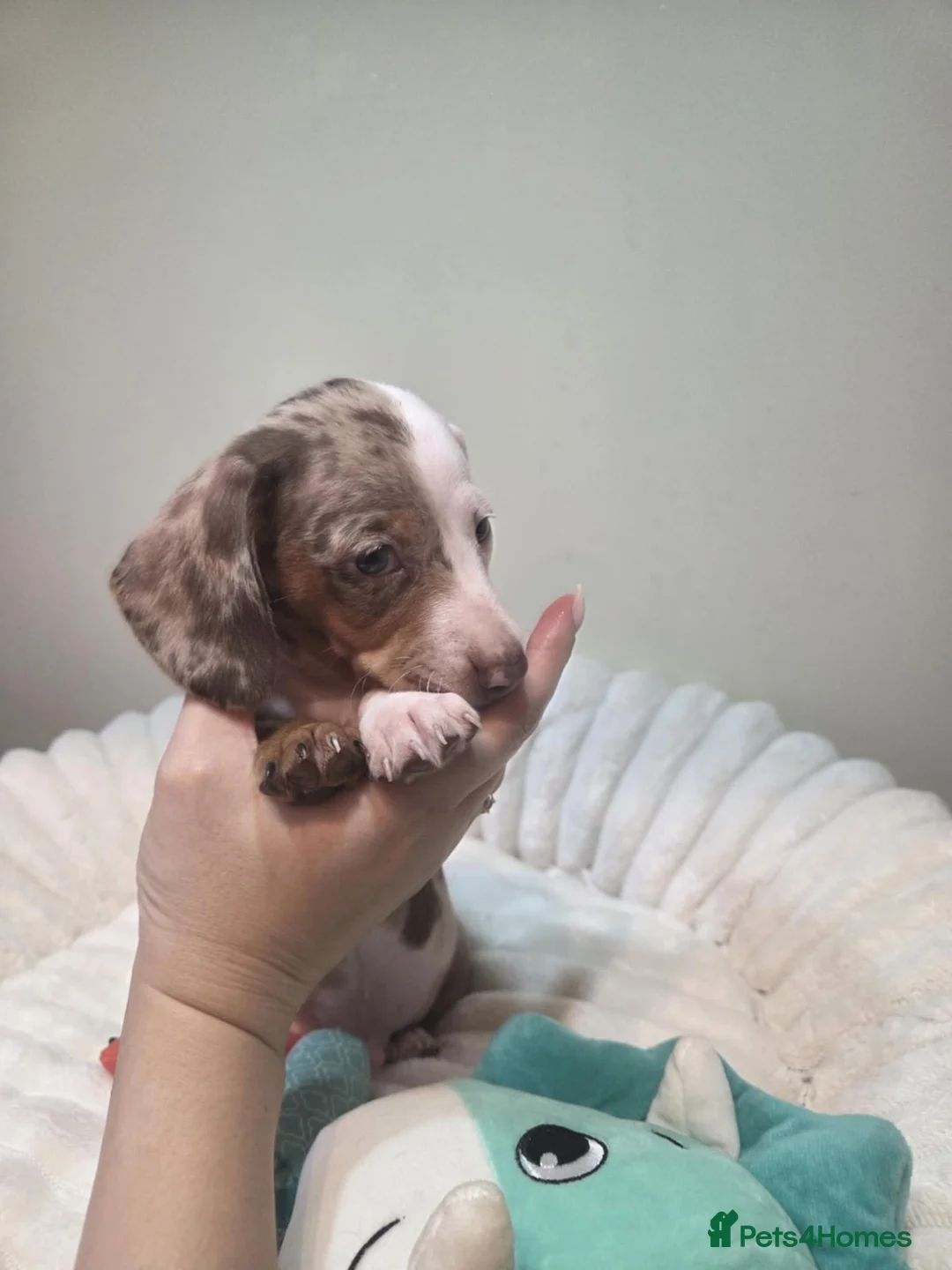 Miniature Dachshund dogs for sale: Miniature dachshund  - Advert 4