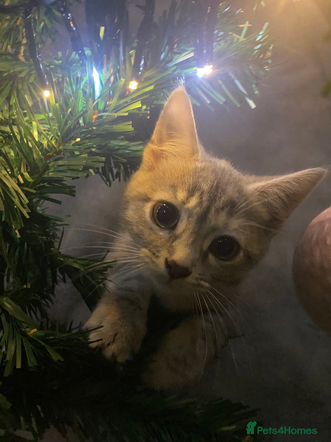 British Shorthair cats for sale: Beautiful grey kitten left  - Advert 4