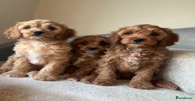 Cavapoo dogs - Advert 7