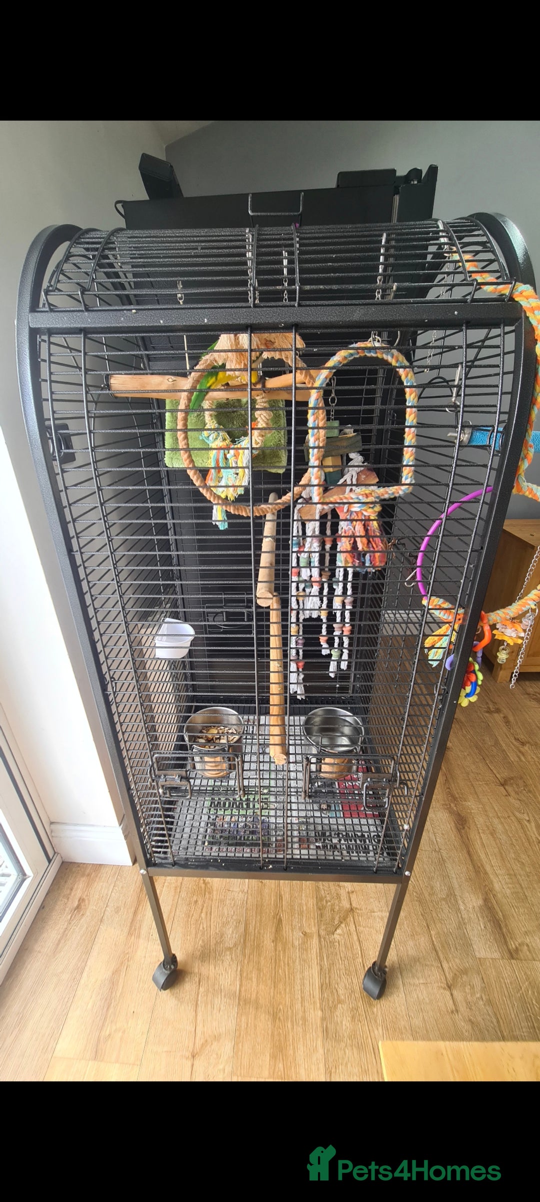 Parrots birds for sale: White Bellied Caique  - Advert 3