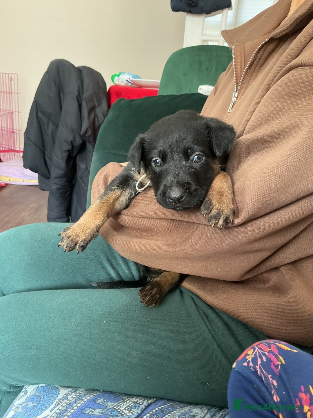 Belgian Shepherd Dog dogs for sale: 6 adorable Belgian malinois puppy's for sale  - Image 10