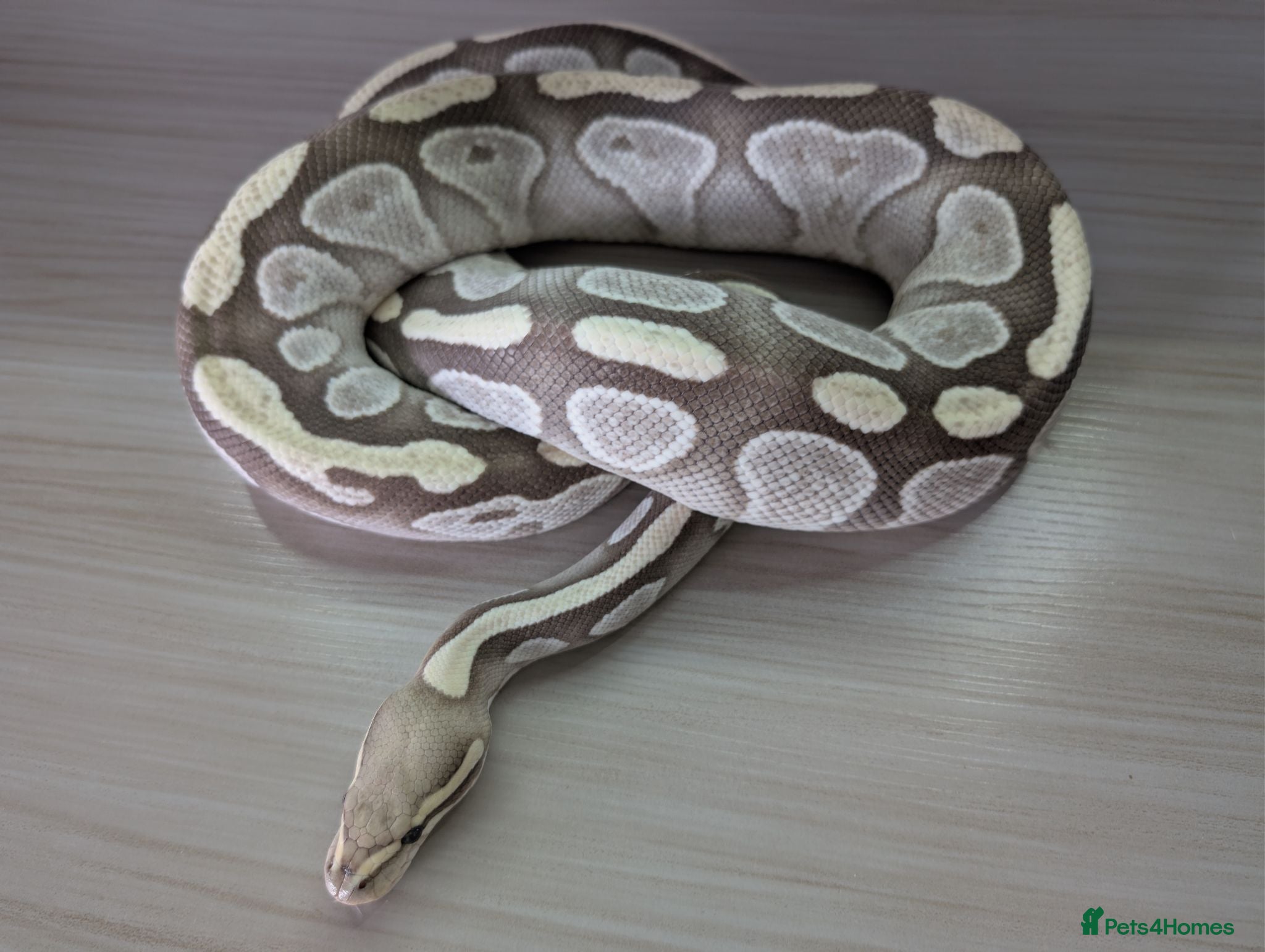 Python Snake reptiles Mojave Desert Ghost  - Advert 9