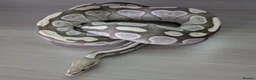 Python Snake reptiles for sale: Mojave Desert Ghost  - Advert 1
