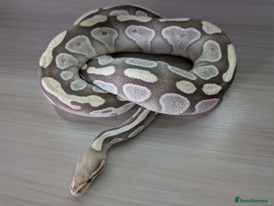 Python Snake reptiles for sale: Mojave Desert Ghost  - Advert 1