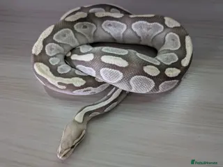 Python Snake reptiles Mojave Desert Ghost - Advert 1