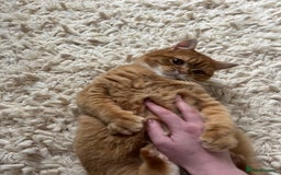 British Shorthair cats for sale: Ginger British Short Hair in Need of a Loving Home - Image 10