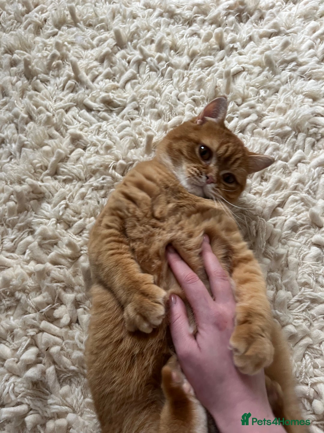 British Shorthair cats for sale: Ginger British Short Hair in Need of a Loving Home - Image 10