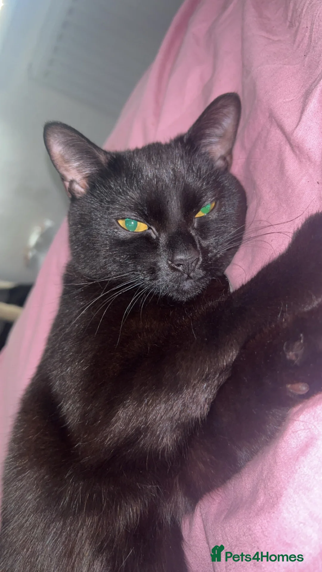 Mixed Breed cats for sale:  **  kitten  in Hull - Advert 2