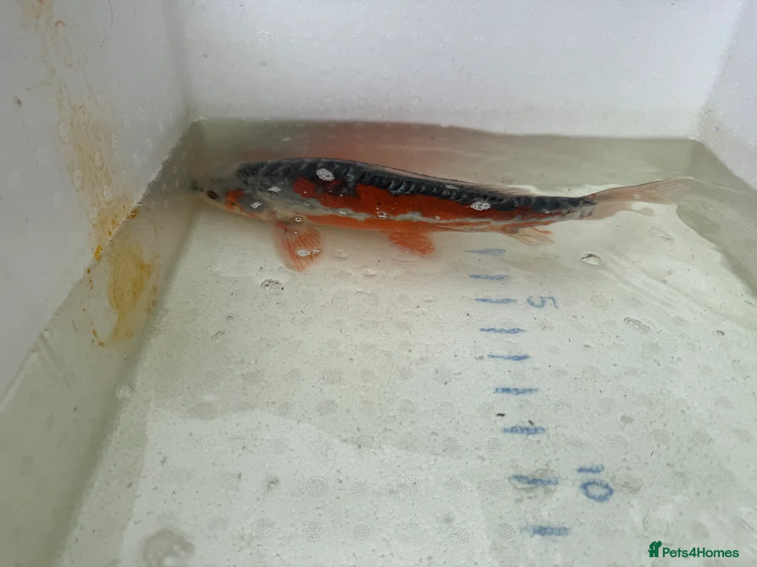 Koi Carp fish for sale: Japanese koi plus more - Advert 9