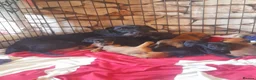 Mixed Breed dogs for stud: Remarkable stud  - Advert 3