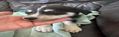 Mixed Breed Puppy 5