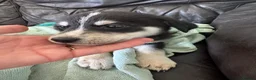 Mixed Breed dogs for sale: 7 beautiful siberian husky x labrador puppies - Advert 19