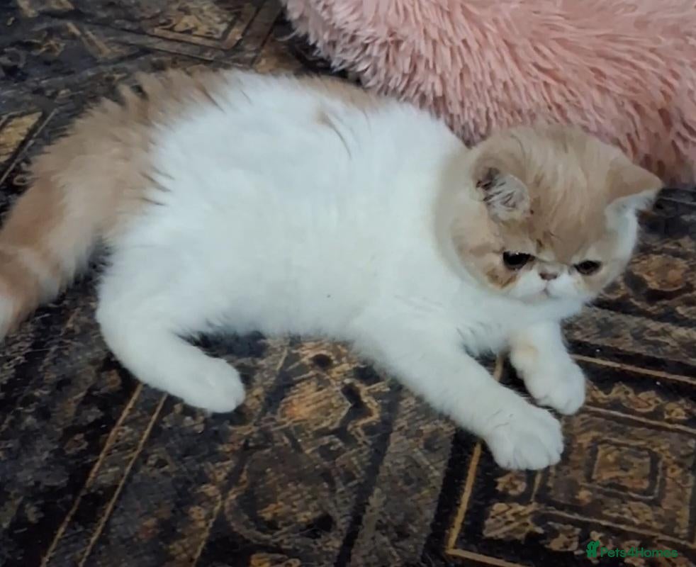 Exotic cats Stunning exotic/persian kittens - Advert 2