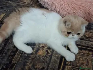 Exotic cats Stunning exotic/persian kittens - Advert 2