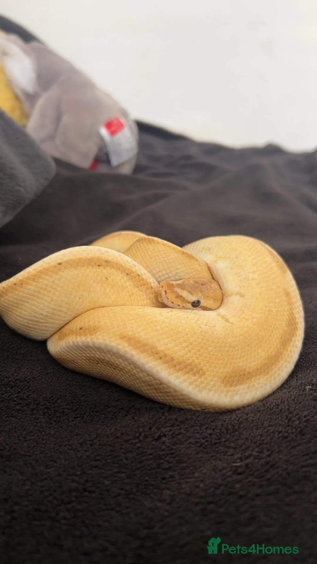 Python Snake reptiles for sale: ball python with vivarium  in Corby - Advert 2