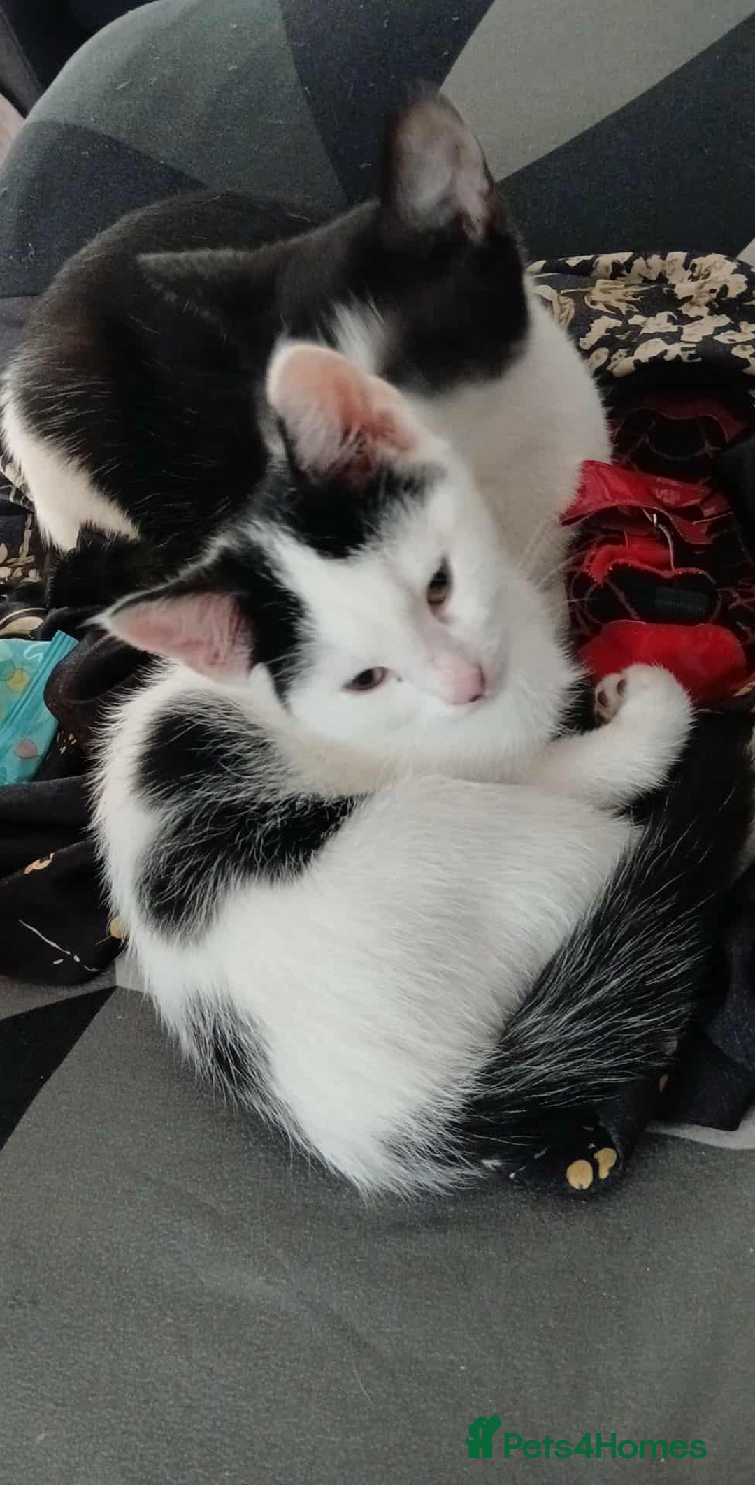 Mixed Breed cats for sale: Kitten for sale - Image 2