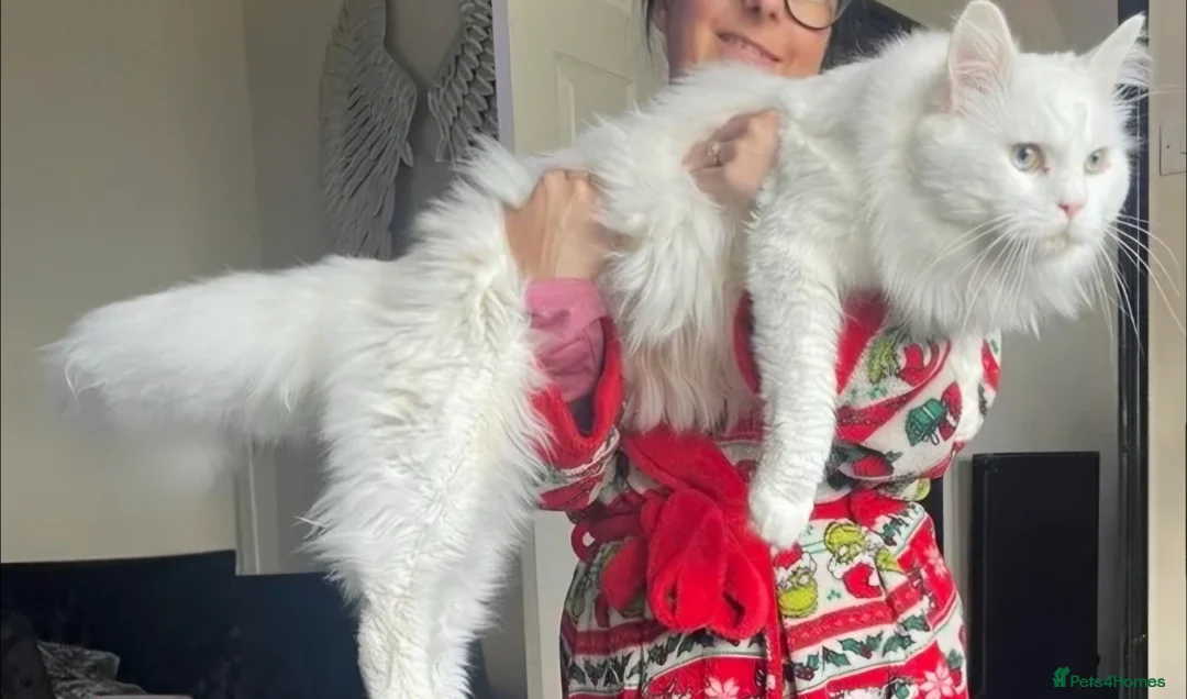 Maine Coon cats for sale: 3 Maine Coon kittens, 1 girl, 2 boys - Advert 2