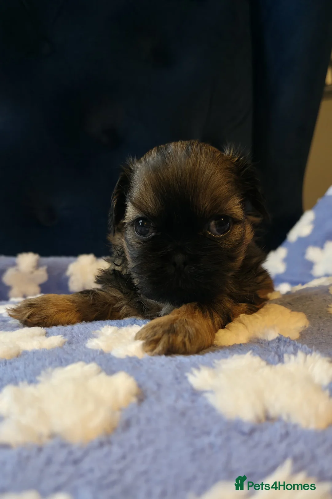 Shih Tzu dogs for sale: Stunning Tri-Colour Shih Tzu Puppy for Sale in Chester - Advert 3