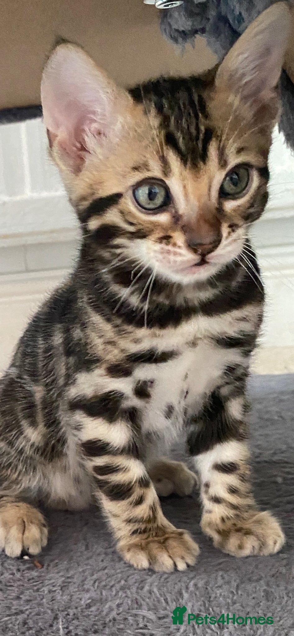 Bengal cats Bengal Wonderful Kitten.TICA registered😸😽😻✨✨✨ - Advert 2