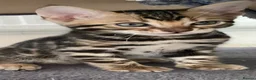 Bengal cats for sale: Bengal Wonderful Kitten.TICA registered😸😽😻✨✨✨ - Advert 2