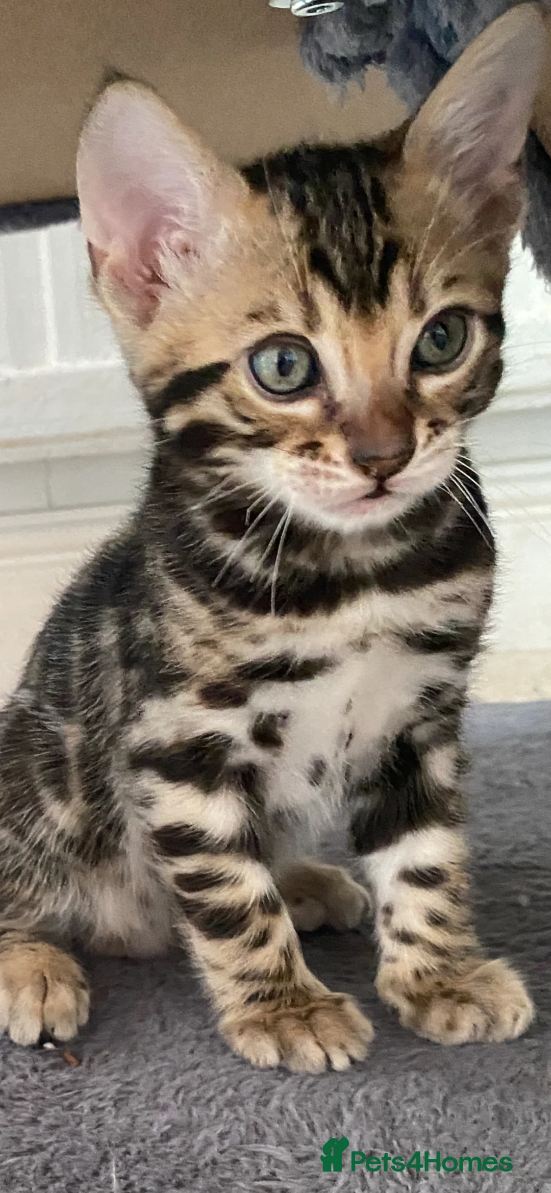 Bengal cats for sale: Bengal Wonderful Kitten.TICA registered😸😽😻✨✨✨ - Advert 2