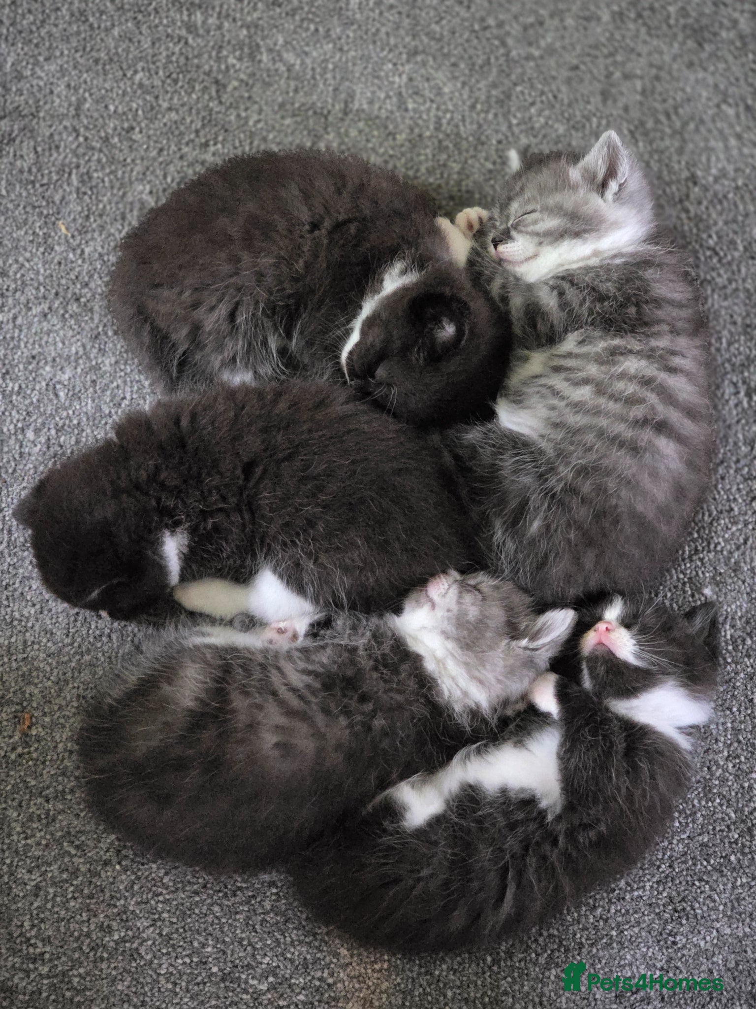 Mixed Breed cats Beautiful Persian Cross kittens - Advert 1