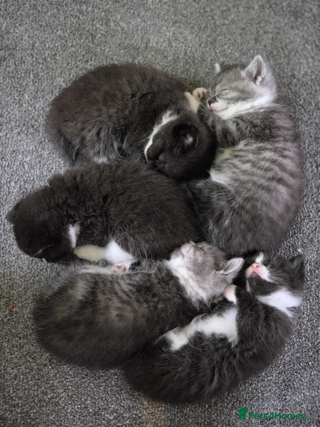 Mixed Breed cats for sale: Beautiful Persian Cross kittens in Northampton - Advert 1
