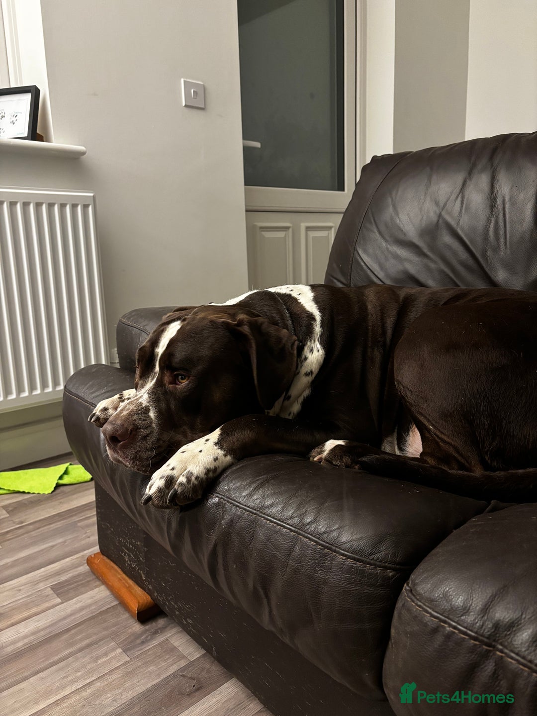 Mixed Breed dogs for sale: House hippo Zero🤍 - Advert 6