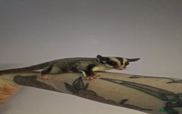 Sugar Glider rodents for sale: Mosaic Male Joey and classic joey - Image 7