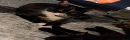 Mixed Breed cats for sale: 2 cats, Frankie the calico and Luna the all black - Advert 3