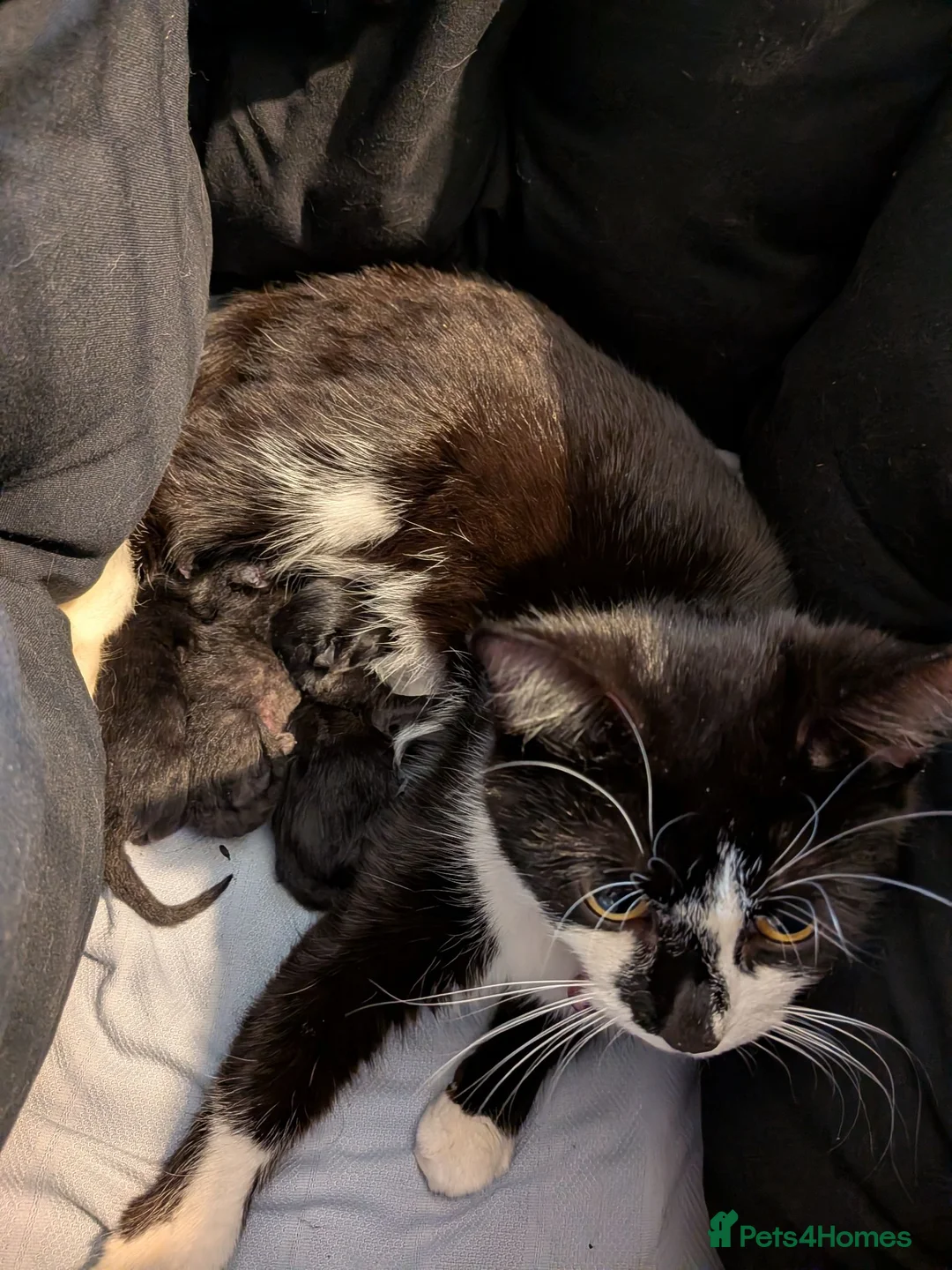 Mixed Breed cats for sale: Pure black kittens - Advert 9