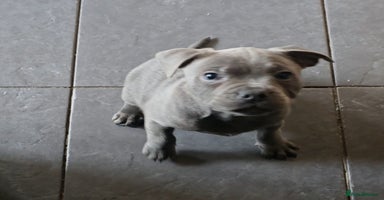 Staffordshire Bull Terrier dogs - Advert 5