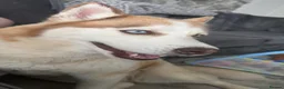 Siberian Husky dogs for sale: 4 beautiful husky puppy’s  in Seaham - Advert 10