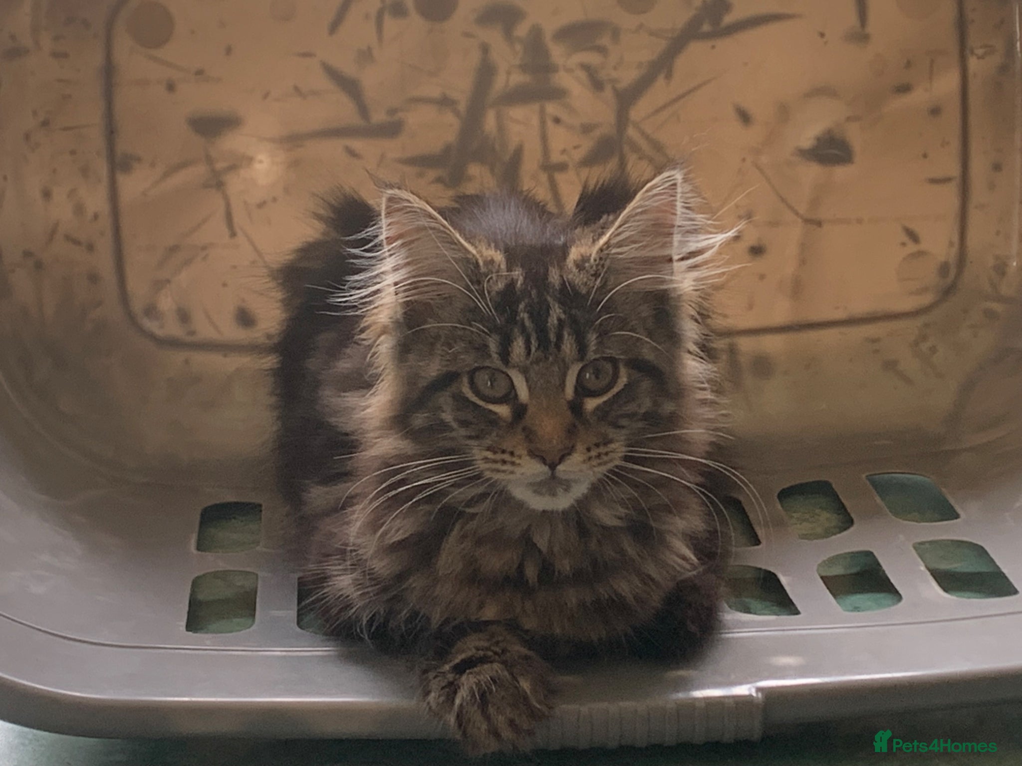 Maine Coon cats Maine coon kittens for sale  - Advert 6