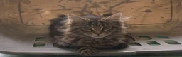 Maine Coon cats for sale: Maine coon kittens for sale  - Advert 1