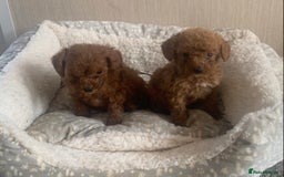 Cockapoo dogs for sale: F1B Red Cockapoo Puppies Available Now - Image 13