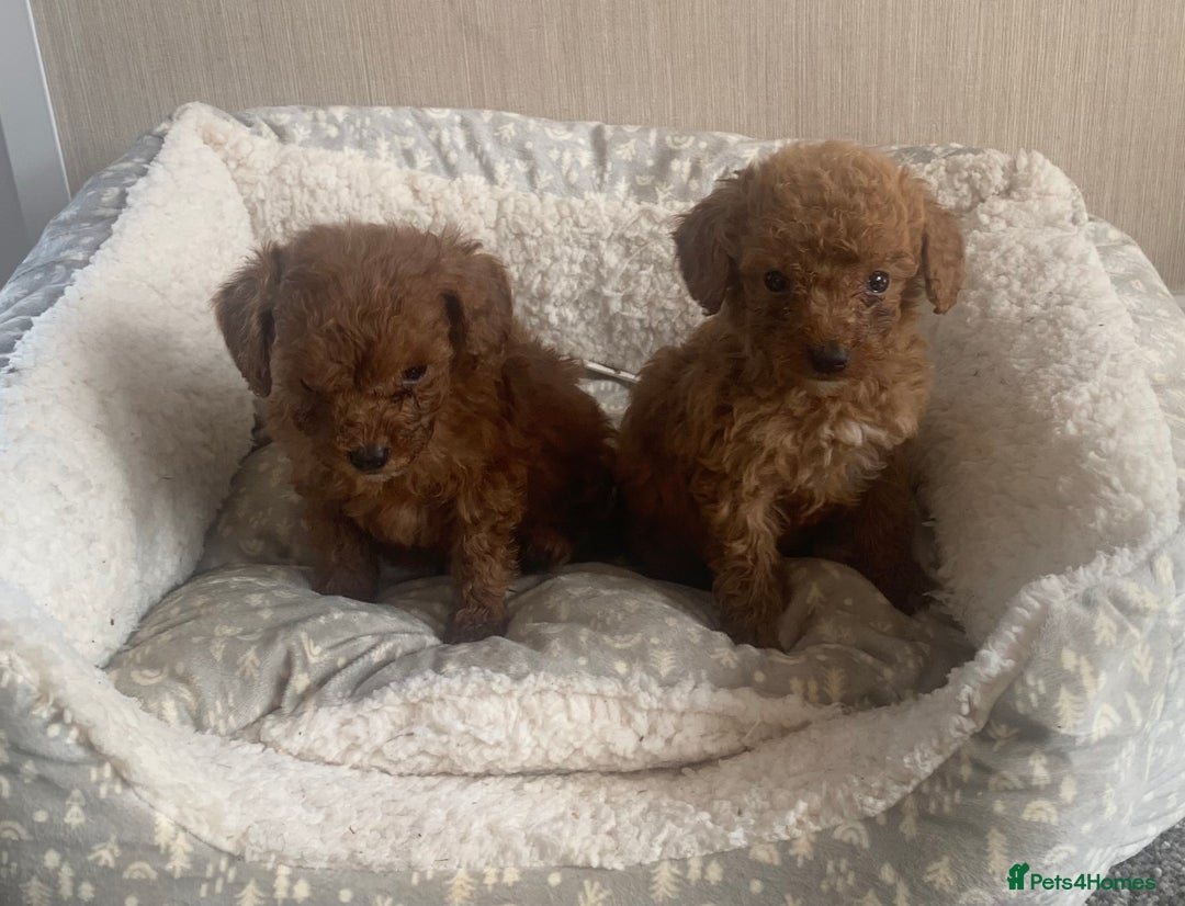 Cockapoo dogs for sale: F1B Red Cockapoo Puppies Available Now - Image 13