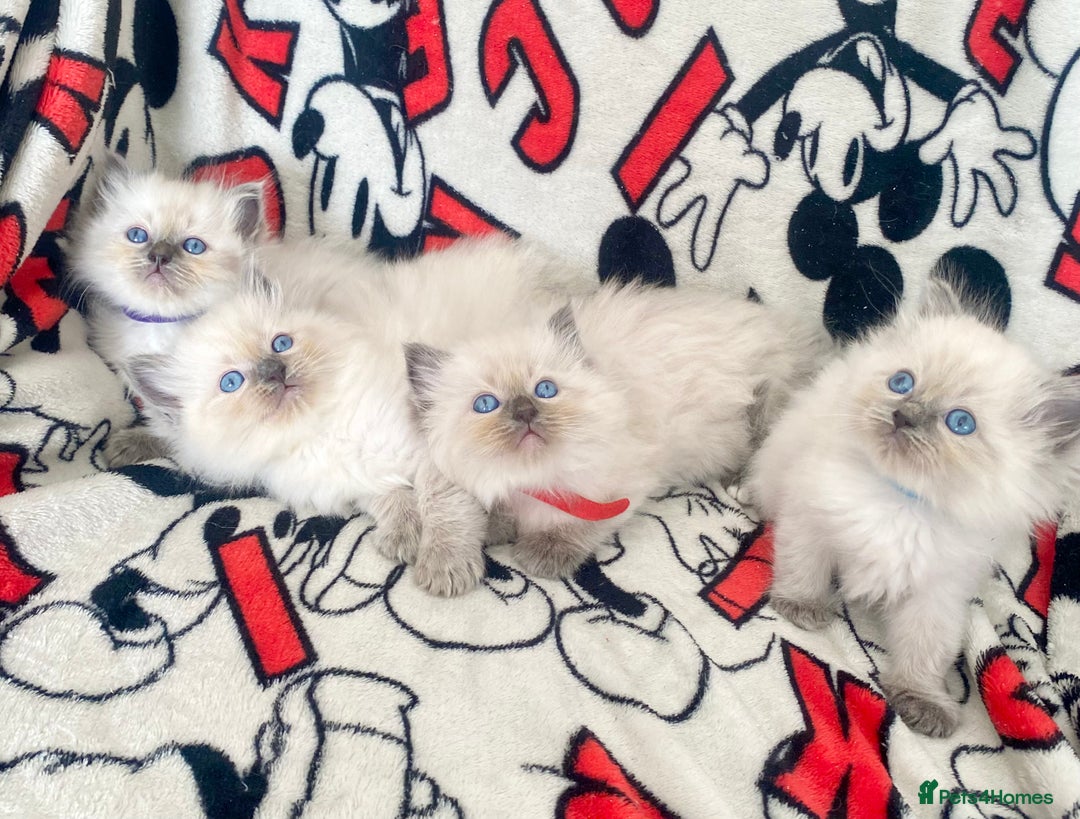 Ragdoll cats for sale: Ragdoll kittens Ready wednesday ❤️ - Image 17