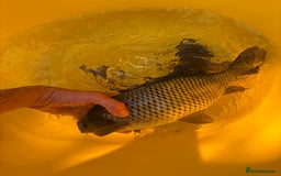Koi Carp fish for sale: Pond fish carp/koi - Image 10