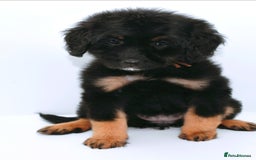 Bernedoodle dogs for sale: Bernedoodles  - Image 4