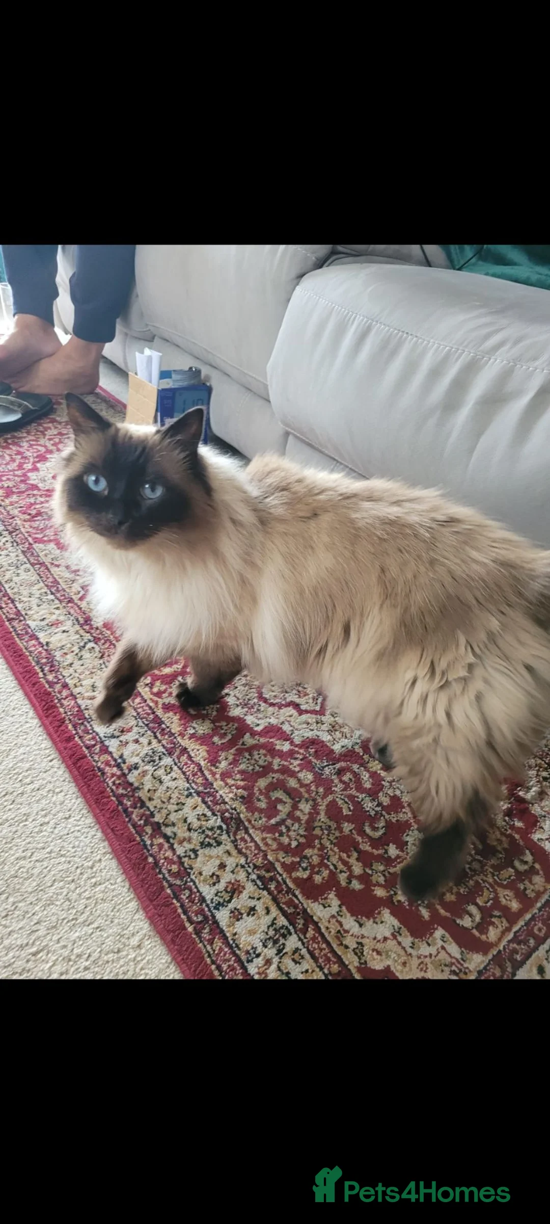 Ragdoll cats for sale: Male Ragdoll -Zeus in Birmingham - Advert 3