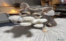 French Bulldog dogs for stud: KC Reg French Bulldog Lilac & Cream  - Image 16