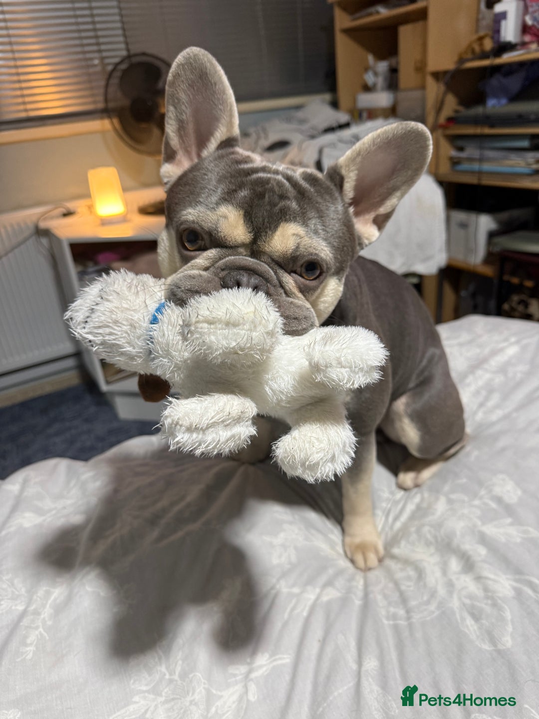 French Bulldog dogs for stud: KC Reg French Bulldog Lilac & Cream  - Image 16