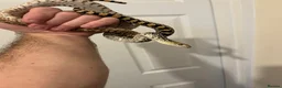 Snake reptiles for sale: Bull snake  - Advert 2